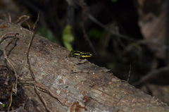 Ranitomeya variabilis