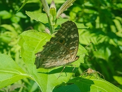 Junonia lemonias