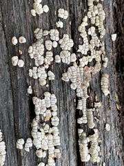 Xylobolus frustulatus