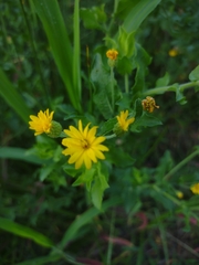 Heterotheca camporum