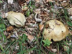 Rubroboletus satanas