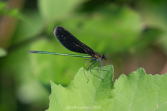 Atrocalopteryx atrata