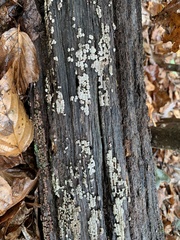 Xylobolus frustulatus