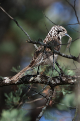Plectorhyncha lanceolata