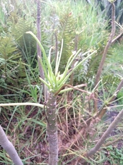 Pittocaulon praecox