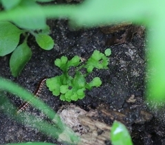 Ricciaceae