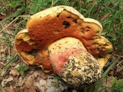 Rubroboletus satanas