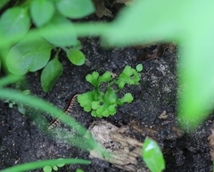 Ricciaceae