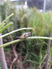 Sphenarium