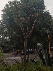 Pittocaulon praecox