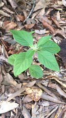 Ruellia caroliniensis