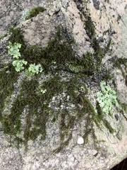 Hedwigia ciliata