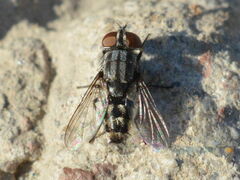 Sarcophagidae