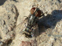 Sarcophagidae