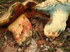 Rubroboletus satanas