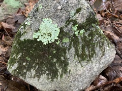 Hedwigia ciliata