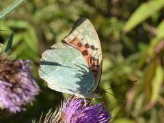 Argynnis pandora