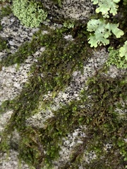 Hedwigia ciliata