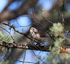 Plectorhyncha lanceolata