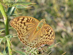 Argynnis pandora