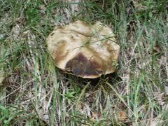 Rubroboletus satanas