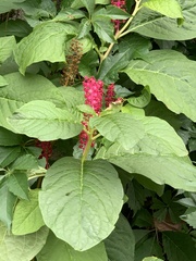 Phytolacca acinosa