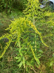 Solidago rugosa
