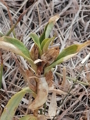 Gentiana cruciata