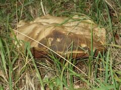 Rubroboletus satanas