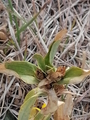 Gentiana cruciata