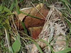 Rubroboletus satanas