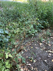 Anthriscus sylvestris