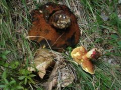 Rubroboletus satanas