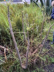 Pittocaulon praecox