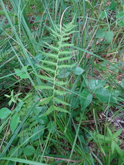 Coryphopteris simulata