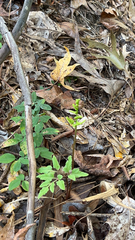 Sceptridium biternatum