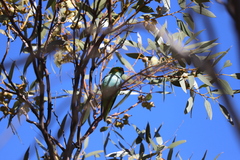 Parvipsitta porphyrocephala