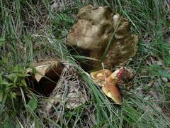 Rubroboletus satanas