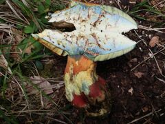 Rubroboletus satanas