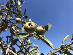 Pyrus spinosa