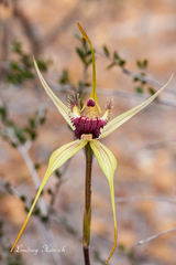 Caladenia pectinata