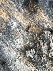 Lasius niger