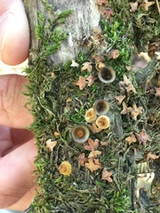 Nidulariaceae