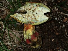 Rubroboletus satanas