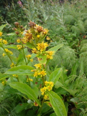 Solidago cuprea