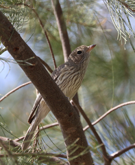Pachycephala rufiventris
