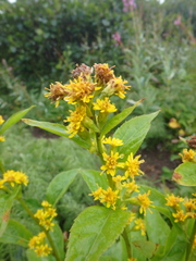 Solidago cuprea