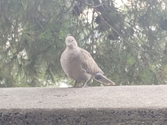 Streptopelia decaocto
