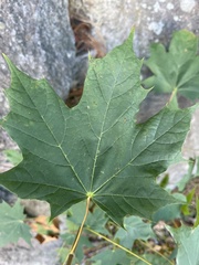 Acer