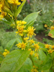 Solidago cuprea